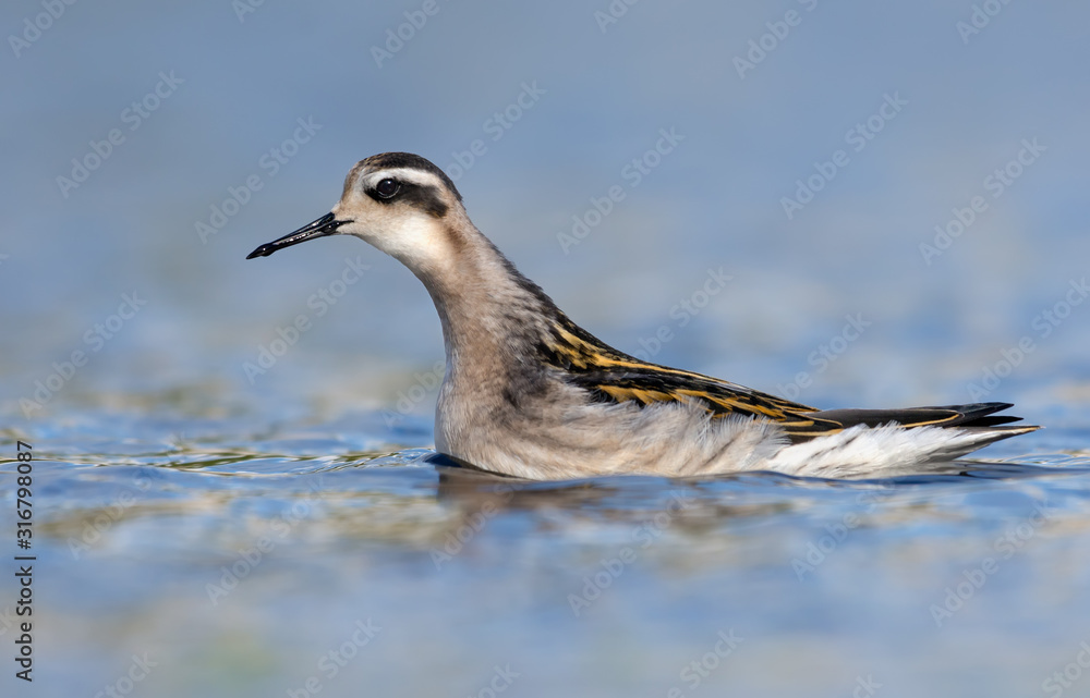 Obraz premium Red-necked phalarope swims fast in blue water pond at summer time