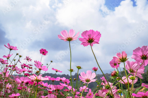 Cosmos flower blooming in the field.