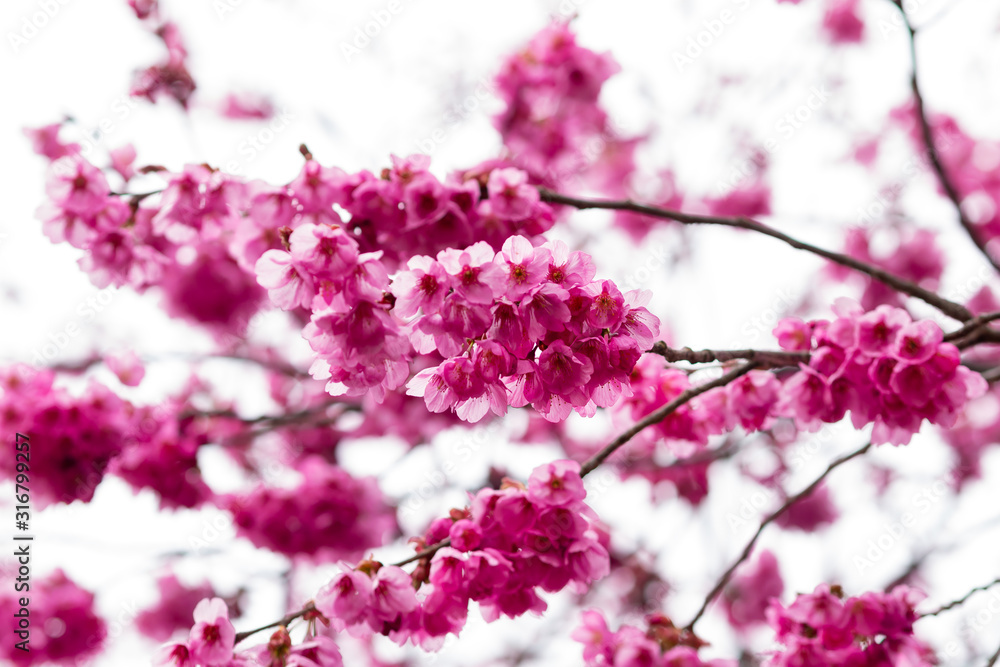 Sakura flowers festival,Spring Cherry blossoms pink flowers on nature background at japan