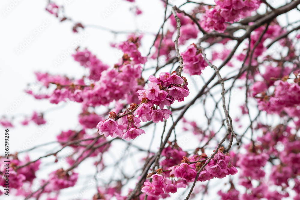 Sakura flowers festival,Spring Cherry blossoms pink flowers on nature background at japan Sakura flowers festival,Spring Cherry blossoms pink flowers on nature background at japan