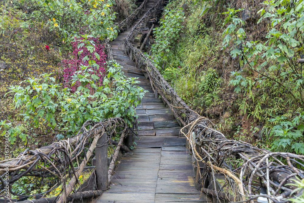 Obraz premium wooden staircase pathway and railing covered by ivy or vine in forest