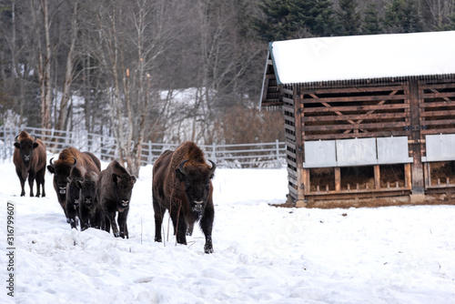 Fototapeta Naklejka Na Ścianę i Meble -  European bison (Bison bonasus) in Reserve at Muczne in Bieszczady Mountains, Poland at Winter Season
