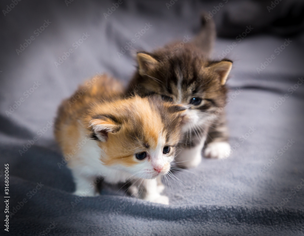 Two tricolor kittens crwaling together Two tricolor kittens crwaling together