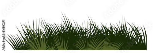 Grass, meadow. Vector. Juicy summer herbs on a transparent background. Isolated object.