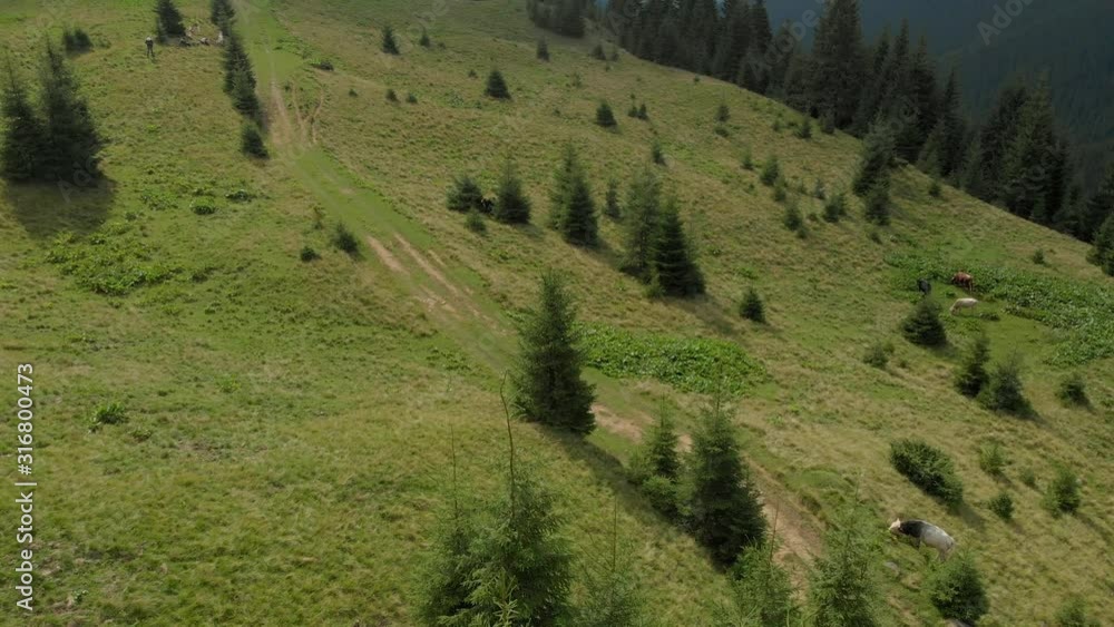 Cows grazing on mountains meadow, aerial view. Herd of animals on mountains pasture, drone view. Beautiful mountain landscape. Cows grazing on mountains meadow, aerial view. Herd of animals on mountains pasture, drone view. Beautiful mountain landscape.