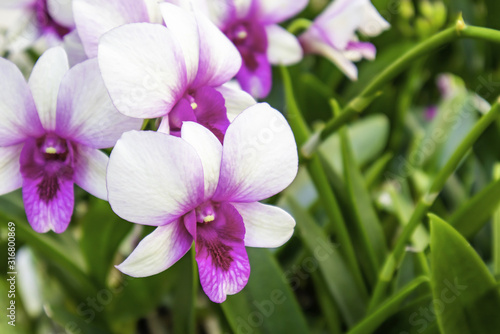 Close ups of white dendrobium orchids with pink purple centers i