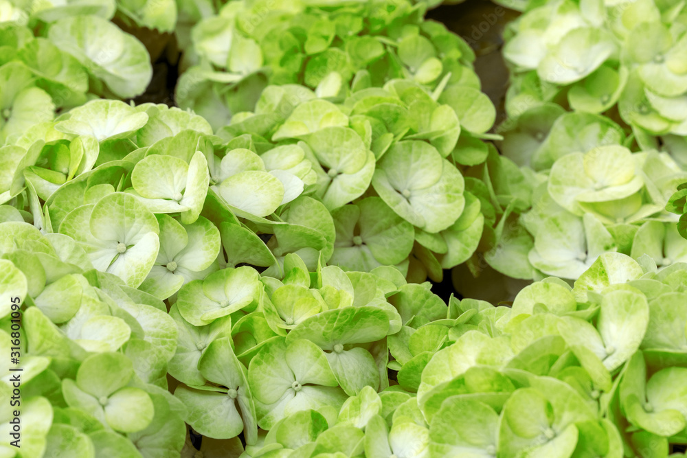 Macro photography of blooming yellow/light green Hydrangea Macrophylla. Nature abstract background. Macro photography of blooming yellow/light green Hydrangea Macrophylla. Nature abstract background.