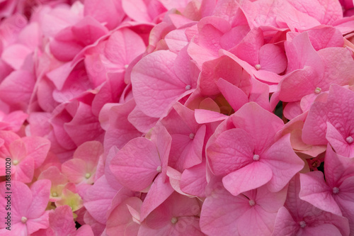 Wallpaper Mural Bunch of vibrant pink blooming Hydrangea flowers. Red hydrangea flowers in a city park. Close-up of a spherical inflorescence of red hydrangea in the garden Torontodigital.ca