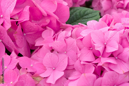 Bunch of vibrant pink blooming Hydrangea flowers. Red hydrangea flowers in a city park. Close-up of a spherical inflorescence of red hydrangea in the garden