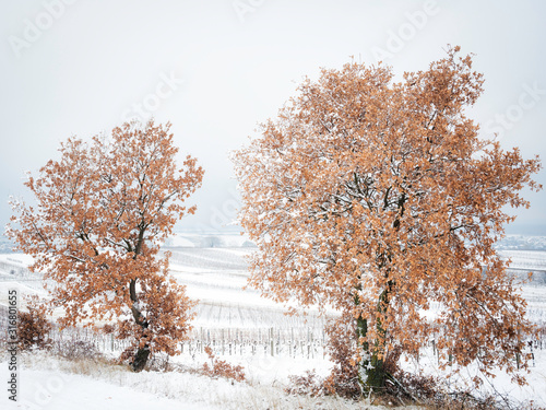 Oak trees in winter with snow © Ewald Fröch