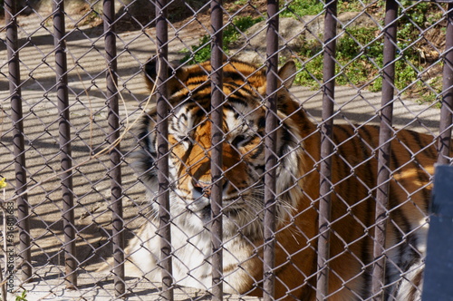 Watch the tiger in the cage