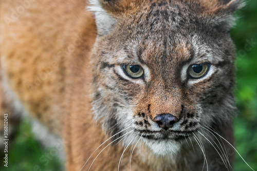 Eurasian lynx (Lynx lynx) close-up portrait