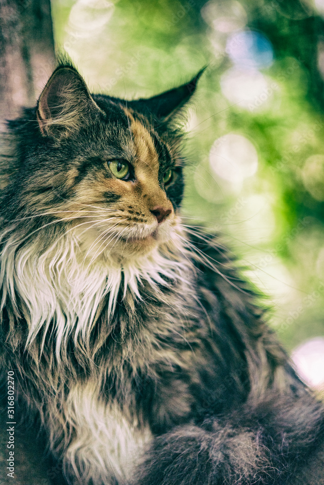Maine Coon cat in the park. Photographed close-up. Maine Coon cat in the park. Photographed close-up.