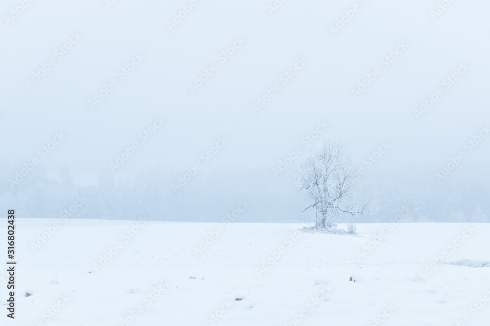 Panoramic view of misty winter landscape. Trees covered in frost and snow.