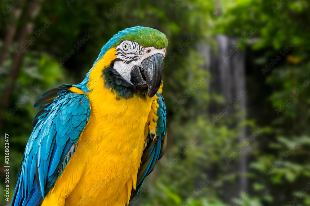 Blue-and-yellow macaw / blue-and-gold macaw (Ara ararauna) South American parrot native to Venezuela, Peru, Brazil, Bolivia, and Paraguay. Digital composite