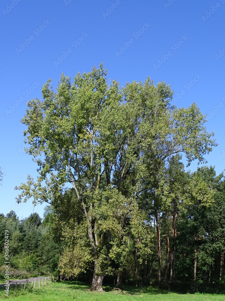 Imposanter Baum am Waldrand