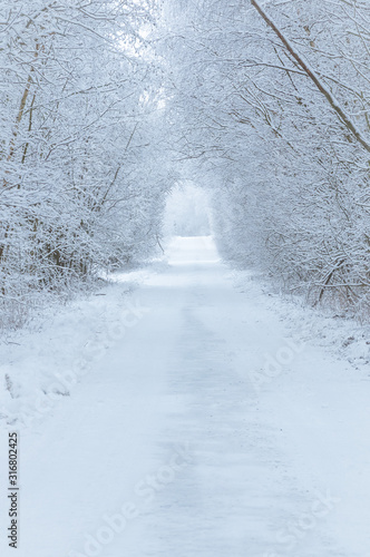 Road in winter through a tunnel of trees covered in frost and snow