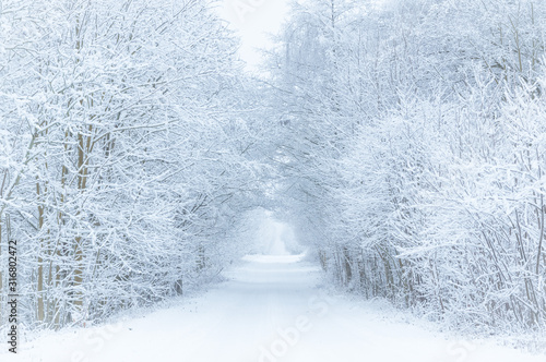 Road in winter through a tunnel of trees covered in frost and snow