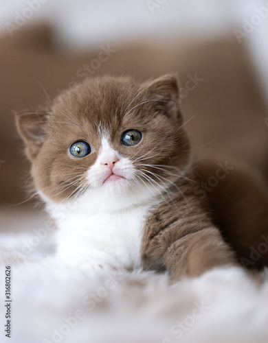 Britisch Kurzhaar Kitten in cinnamon-white 4 Wochen alt