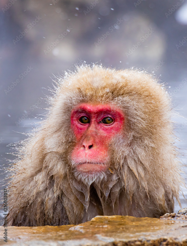Naklejka premium Japanese macaque or snow Japanese monkey with onsen at snow monkey park or Jigokudani Yaen-Koen in Nagano, Japan during the winter season