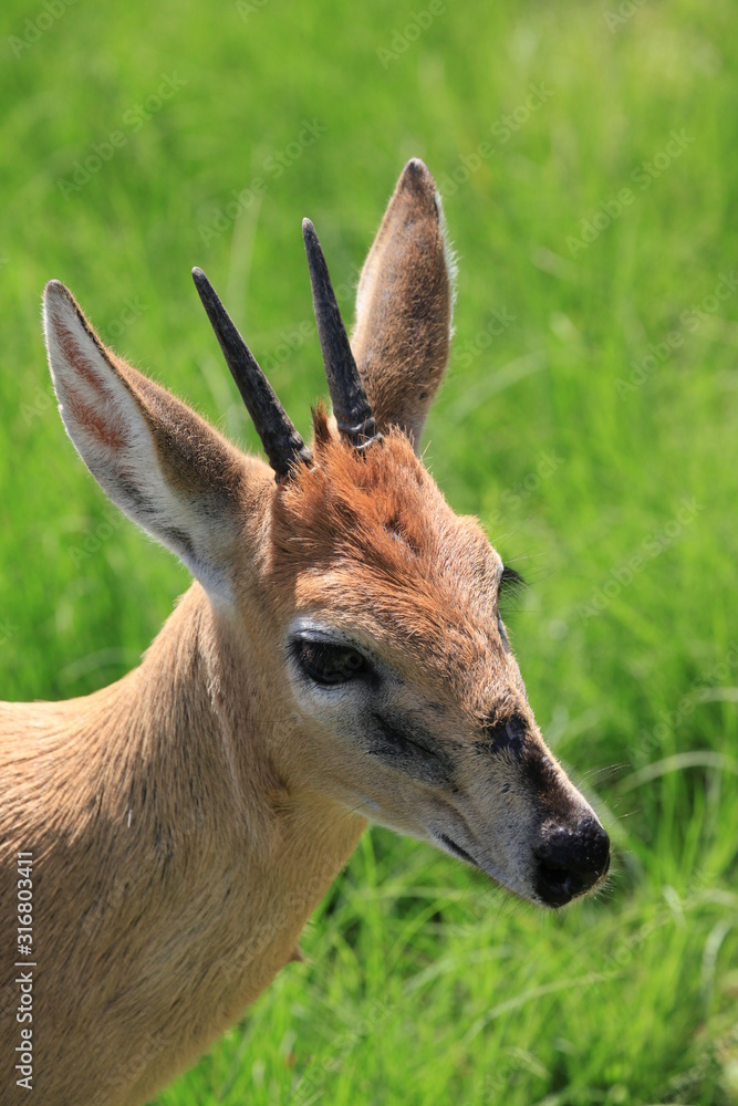 Fototapeta premium Duiker 1563