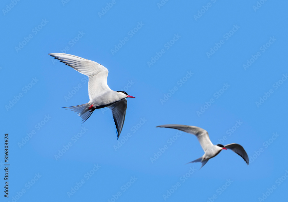 Two Arctic terns (Sterna paradisaea) in flight against blue sky