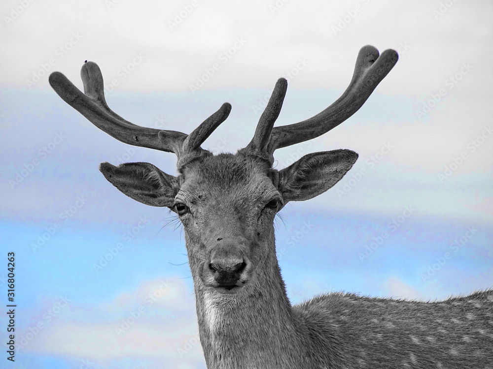 Naklejka premium Hirsch Portrait ck 525