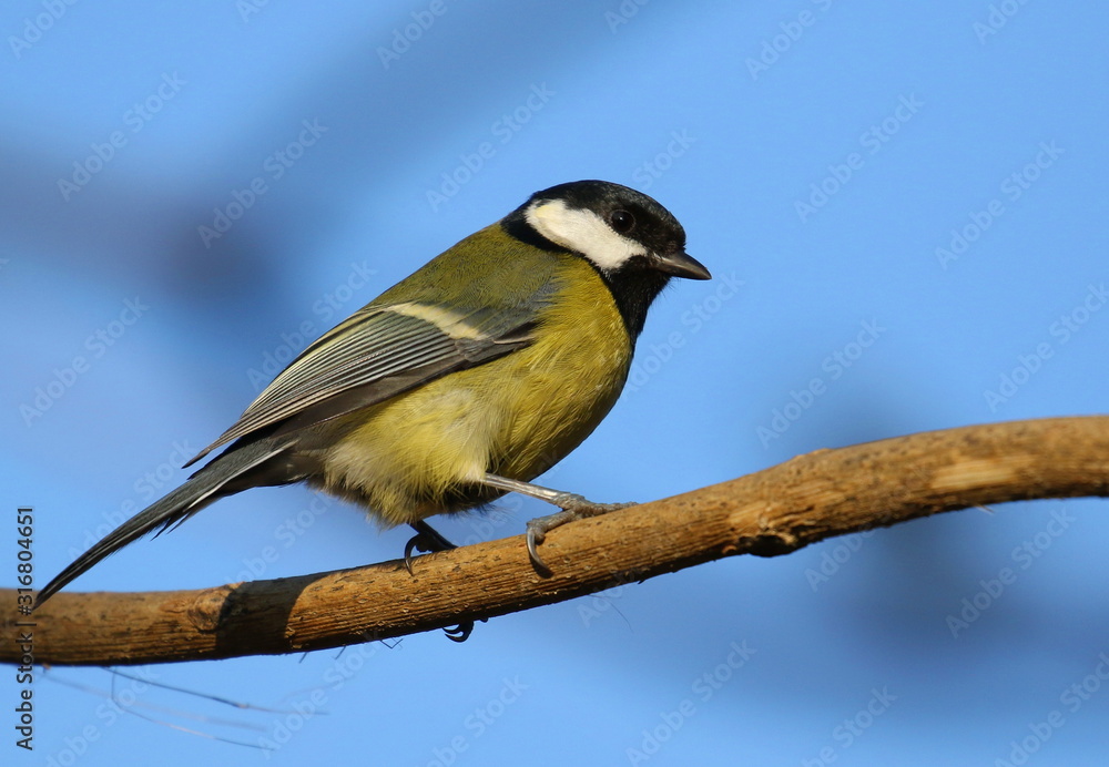 Fototapeta premium Great tit on branch background, Parus major