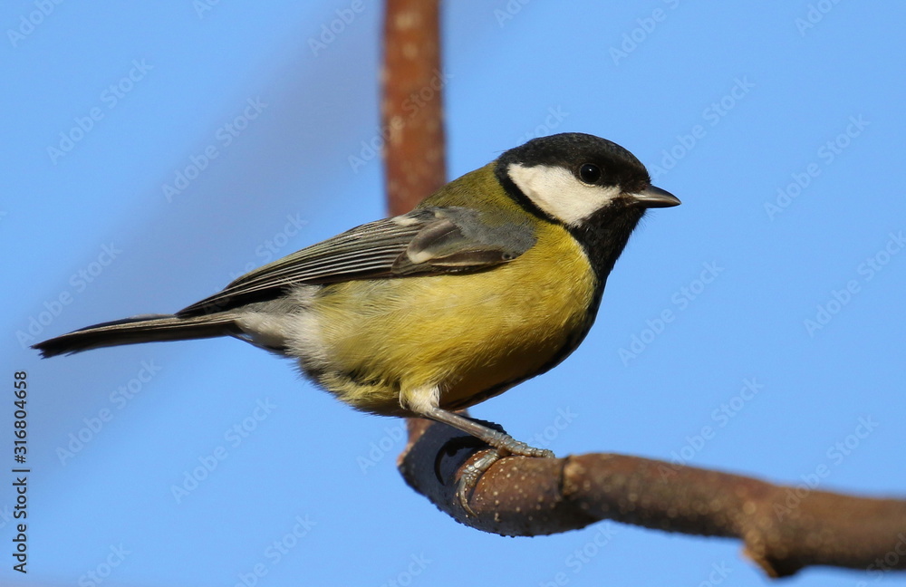 Great tit on branch background, Parus major Great tit on branch background, Parus major