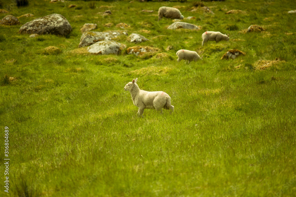 Fototapeta premium Landscape views. Irish field and hills with green grass and sheeps pasturing. Wicklow mountains, Glendalough, Ireland,