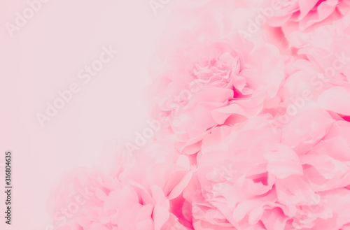 Beautiful abstract color orange purple and pink flowers on white background and white flower frame and pink leaves texture, light pink background, colorful pink banner happy valentine.