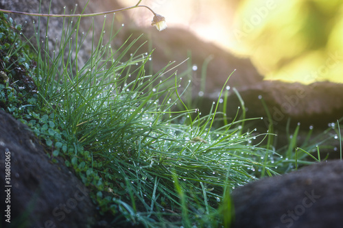 Green grass with dew drops during sunrise and bokeh