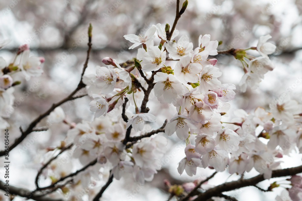 Sakura flowers festival,Spring Cherry blossoms white flowers on nature background at japan Sakura flowers festival,Spring Cherry blossoms white flowers on nature background at japan
