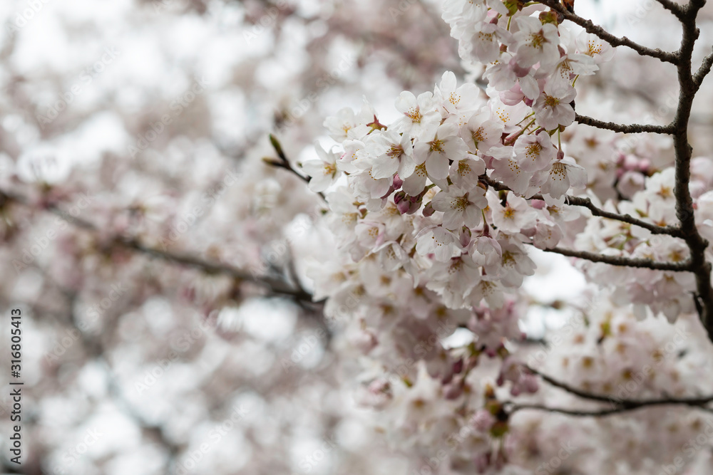 Sakura flowers festival,Spring Cherry blossoms white flowers on nature background at japan Sakura flowers festival,Spring Cherry blossoms white flowers on nature background at japan