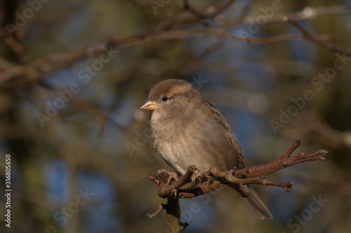 Female House sparrow ,Passer domesticus