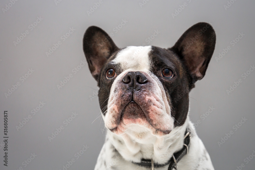 Adorable french bulldog portrait