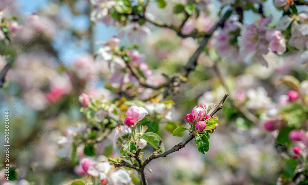 Tender budding apple blossom from close Tender budding apple blossom from close