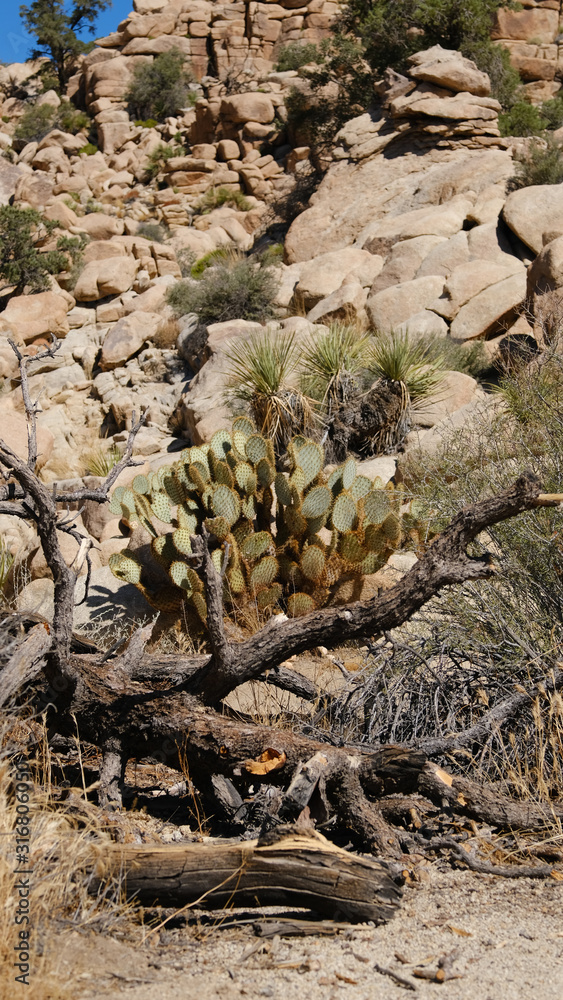 tree in the desert and wild cactus at Joshua tree national park tree in the desert and wild cactus at Joshua tree national park
