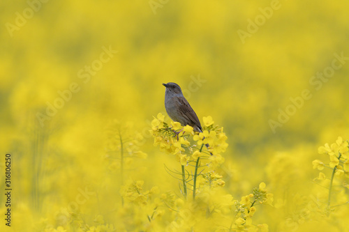 Heckenbraunelle photo