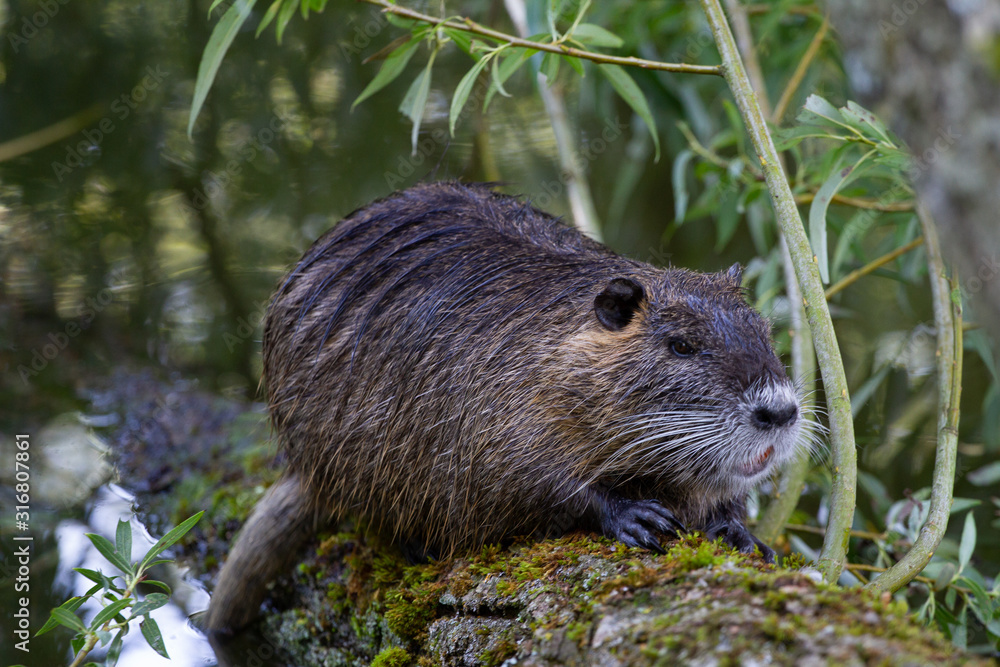 nutria on a log in the bushes with blurred background nutria on a log in the bushes with blurred background