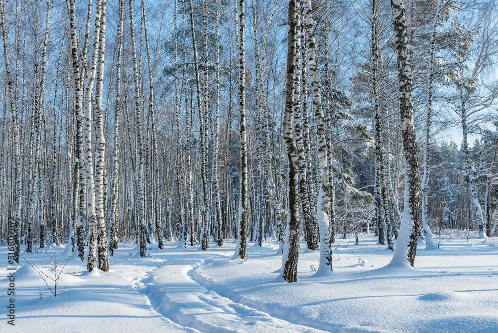 Fototapeta premium Winter forest, trees under a layer of snow.