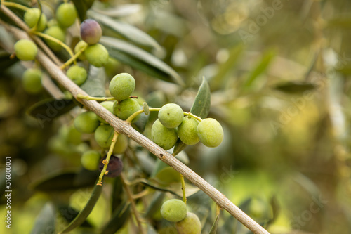 closeup of a twig of arbequina olive tree photo