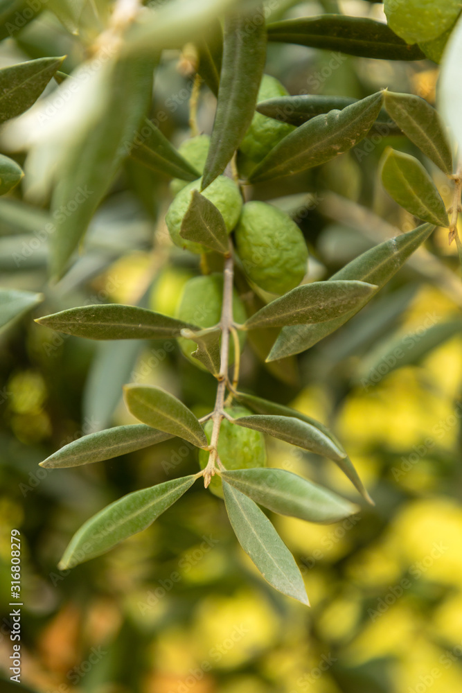 Fototapeta premium Ripe olives on olive tree branch