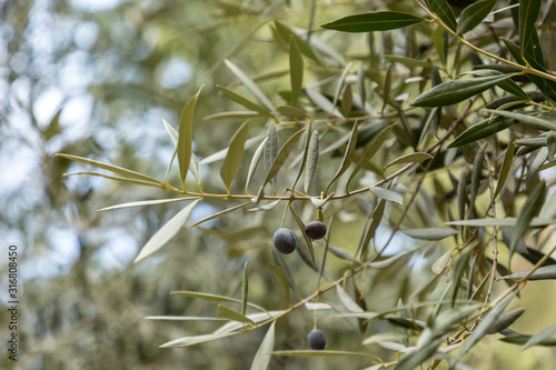 Olives of the Cornicabra variety on the branch.
