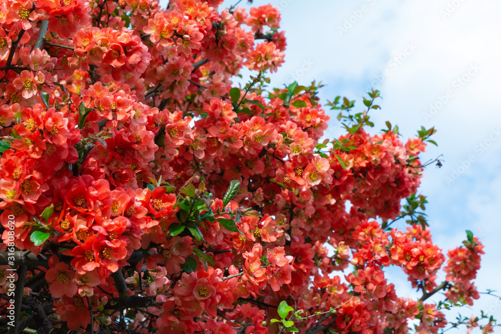 Red flowers of Chaenomeles japonica shrub (Japanese quince or Maule's quince) against blue sky. Spring background. Copy space. Soft focus Red flowers of Chaenomeles japonica shrub (Japanese quince or Maule's quince) against blue sky. Spring background. Copy space. Soft focus