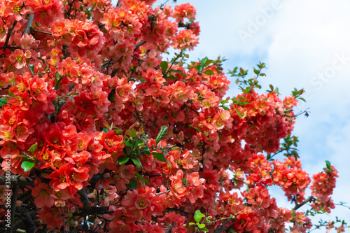 Fototapeta Naklejka Na Ścianę i Meble -  Red flowers of Chaenomeles japonica shrub (Japanese quince or Maule's quince) against blue sky. Spring background. Copy space. Soft focus