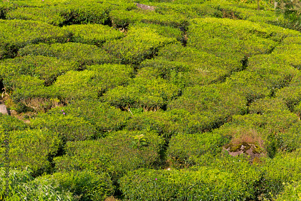 Detail of tea plantation near Munnar in Kerala, South India on sunny day