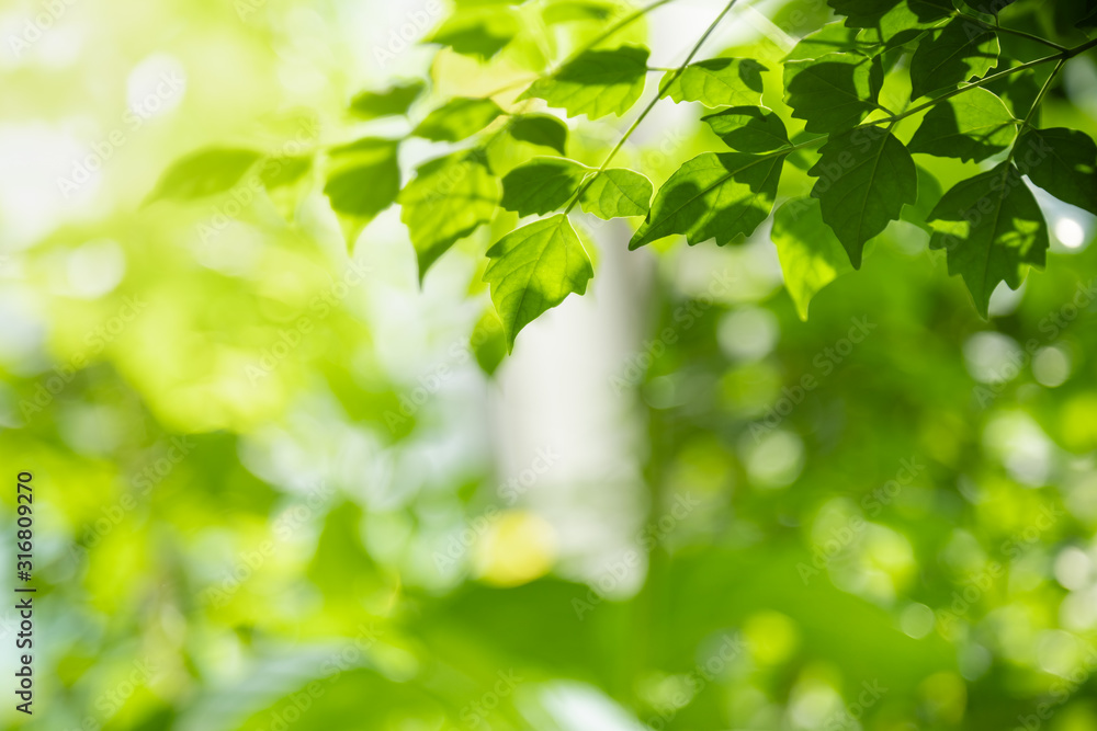 Close up of nature view green leaf on blurred greenery background under sunlight with bokeh and copy space using as background natural plants landscape, ecology wallpaper concept.