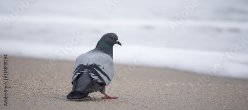 Pigeon at the Beach photo