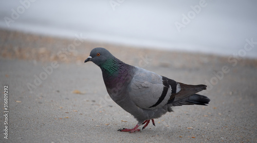 Pigeon at the Beach